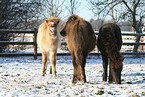 Islandic horses