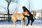 Islandic horses