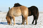 Islandic horses