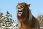 Icelandic horse in snow