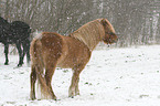 icelandic horse