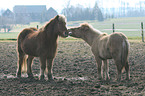 Icelandic horse