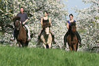 riding Icelandic Horses