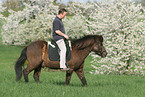 riding Icelandic Horses