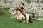 riding Icelandic Horses