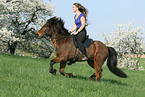 riding Icelandic Horses