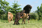 playing Icelandic Horses