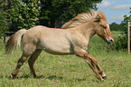 Icelandic horse