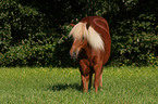 Icelandic horse