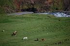 Icelandic horses