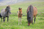 Icelandic horses