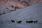 Icelandic horse