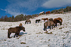 Icelandic horses