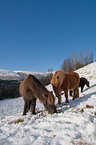 Icelandic horses