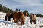 Icelandic horses