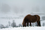 Icelandic horse