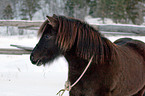 Icelandic horse