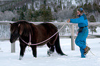 Icelandic horse