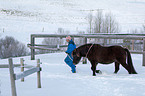 Icelandic horse