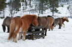 Icelandic horses