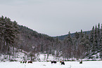 Icelandic horses