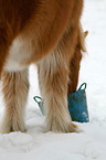 Icelandic horse