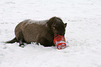 Icelandic horse