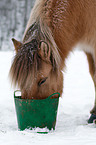 Icelandic horse