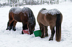 Icelandic horses