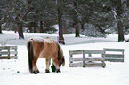 Icelandic horse