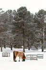 Icelandic horse