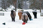 Icelandic horses