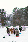 Icelandic horses