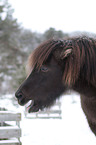 Icelandic horse