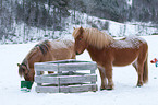 Icelandic horses