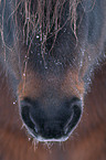 Icelandic horse mouth