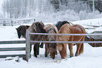 Icelandic horses