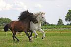 galloping Icelandic horses