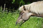 Icelandic horse portrait