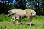 Icelandic horses