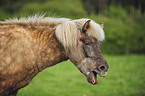 Icelandic horse portrait