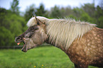 Icelandic horse portrait