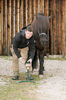 Icelandic horse