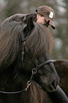 woman and Icelandic horse