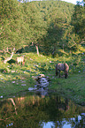 Icelandic horses