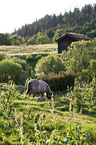 Icelandic horse