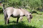 Icelandic horse