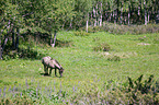 Icelandic horse