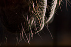 Icelandic horse mouth