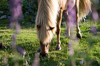 Icelandic horse